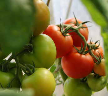 Tomato Drip Irrigation Kit – 1 ACRE