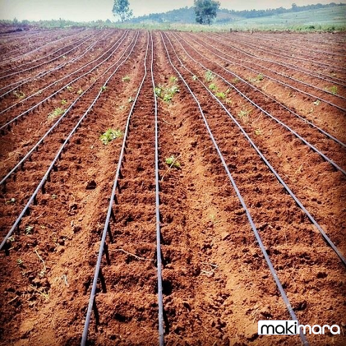 vegetables drip irrigation in Kenya