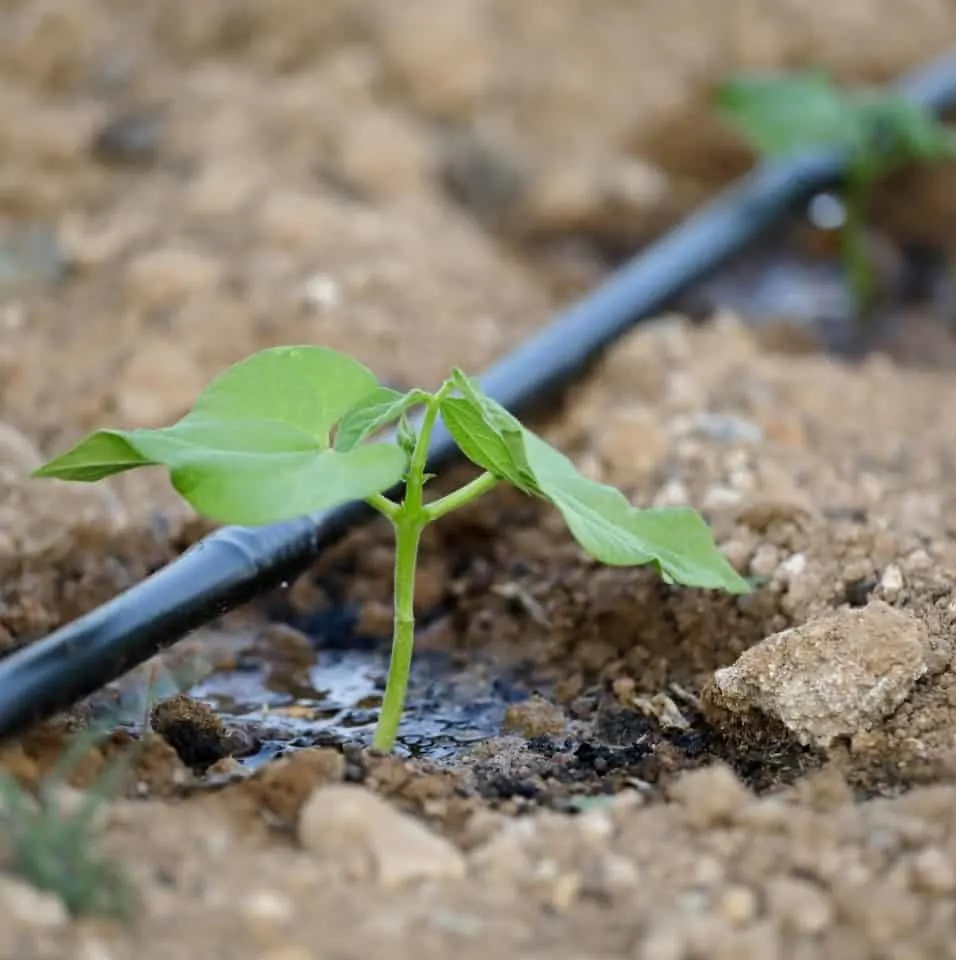 Get the Best Outcome with Drip Irrigation in Kenya