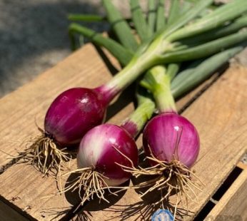 Onions Drip Irrigation Kit – 1 ACRE