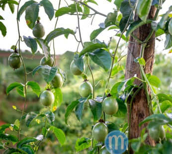Passion Fruit Drip Irrigation Kit – 1 Acre