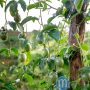 passion fruit drip irrigation in Kenya